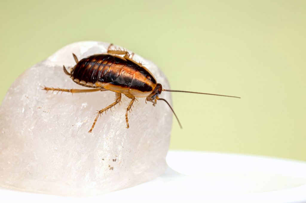 À propos – Extermination A1 – Exterminateur à Joliette et les environs, Exterminateur à Sainte Marcelline